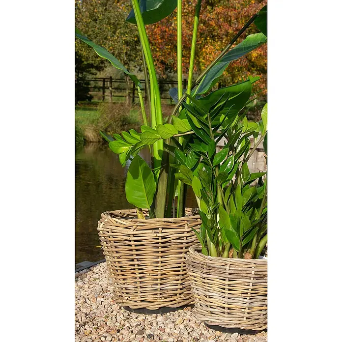 Van der Leeden Drypot Pflanzkorb - Ø x H: 43 x 33 cm, Rattan, Grau - Zwei geflochtene Körbe mit üppigen grünen Pflanzen in einem Garten am Ufer eines Sees. Sie verleihen jedem Außenbereich einen Hauch von natürlicher Eleganz.