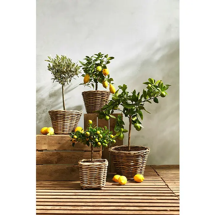 Van der Leeden Pflanzkasten - L x B x H: 21 x 21 x 19 cm, Rattan, Grau - Bild von Zitronenbäumchen in Weidenkörben, die auf Holzkisten und einem Holzboden stehen. Helles, sonniges Ambiente.