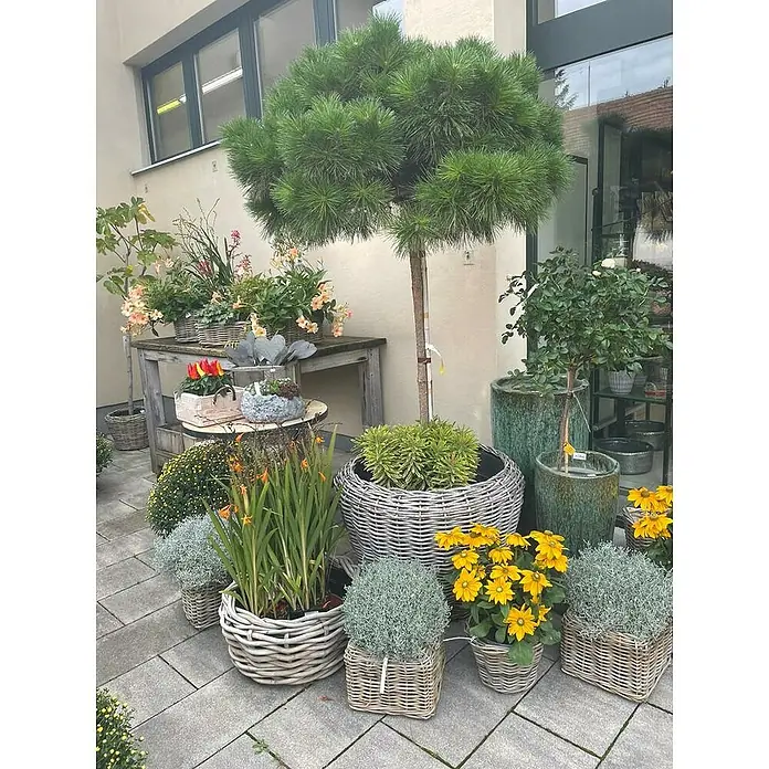 Van der Leeden Pflanzkorb - Ø x H: 20 x 16 cm, Rattan, Grau - Vielfältige Pflanzenauswahl in geflochtenen Körben und Töpfen vor einem Gebäude, die eine dekorative und natürliche Atmosphäre schaffen.