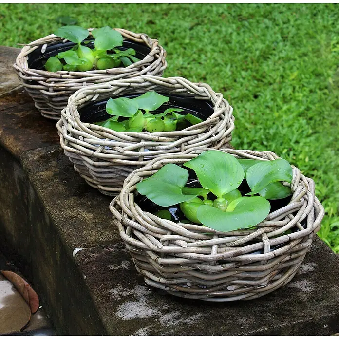 Van der Leeden Drypot Pflanzschale rund - Ø x H: 32 x 14 cm, Rattan, Grau - Drei geflochtene Körbe mit grünen Wasserhyazinthen stehen auf einer Steinmauer, im Hintergrund grünes Gras.