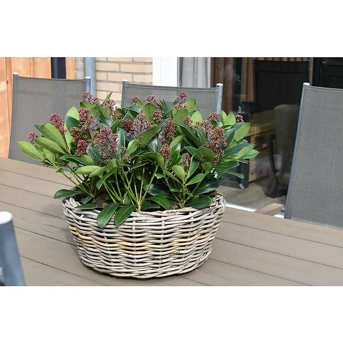 Van der Leeden Drypot Pflanzschale rund - Ø x H: 46 x 18 cm, Rattan, Grau - Ein gewebter Korb mit einer blühenden Skimmie-Pflanze auf einem Holztisch, der eine elegante, natürliche Dekoration für jeden Raum bietet.
