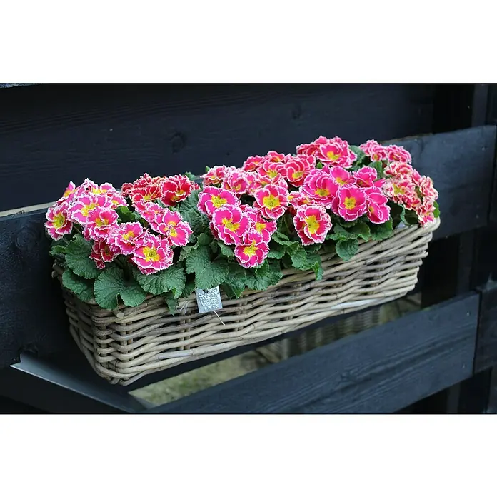 Van der Leeden Balkonkasten - Max. Außenlänge: 60 cm, Grau, Rattan - Ein Weidenkorb voller leuchtend rosa Primeln mit gelben Akzenten, der an einem dunklen Holzzaun befestigt ist.