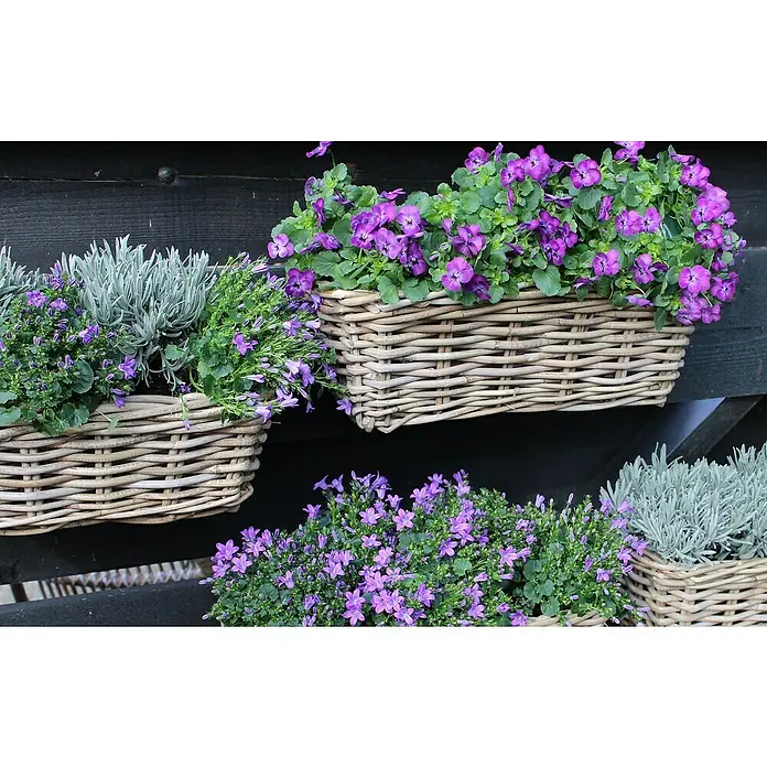 Van der Leeden Balkonkasten - Max. Außenlänge: 46 cm, Grau, Rattan - Die bezaubernden lila Blüten in den geflochtenen Körben setzen stilvolle Akzente an der Wand. Ein dekoratives Element für jeden Garten oder Balkon.