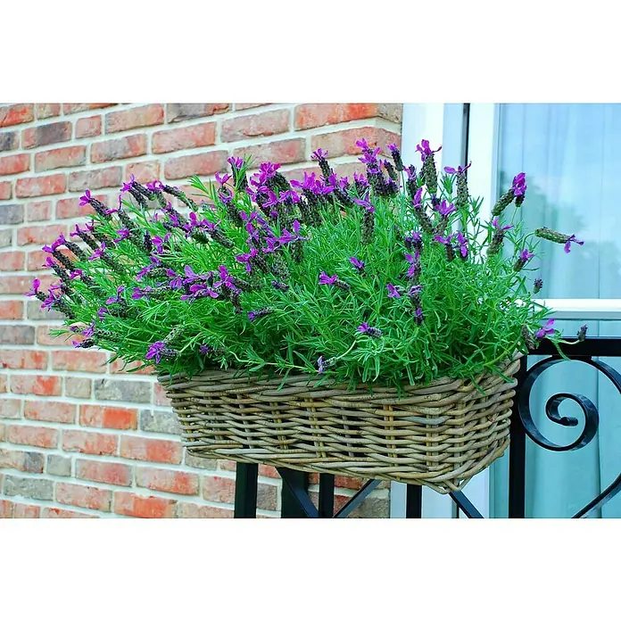 Van der Leeden Balkonkasten - Max. Außenlänge: 46 cm, Grau, Rattan - Dekorativer Blumenkasten mit blühendem Lavendel vor einer Backsteinmauer, der eine sommerliche Atmosphäre schafft.