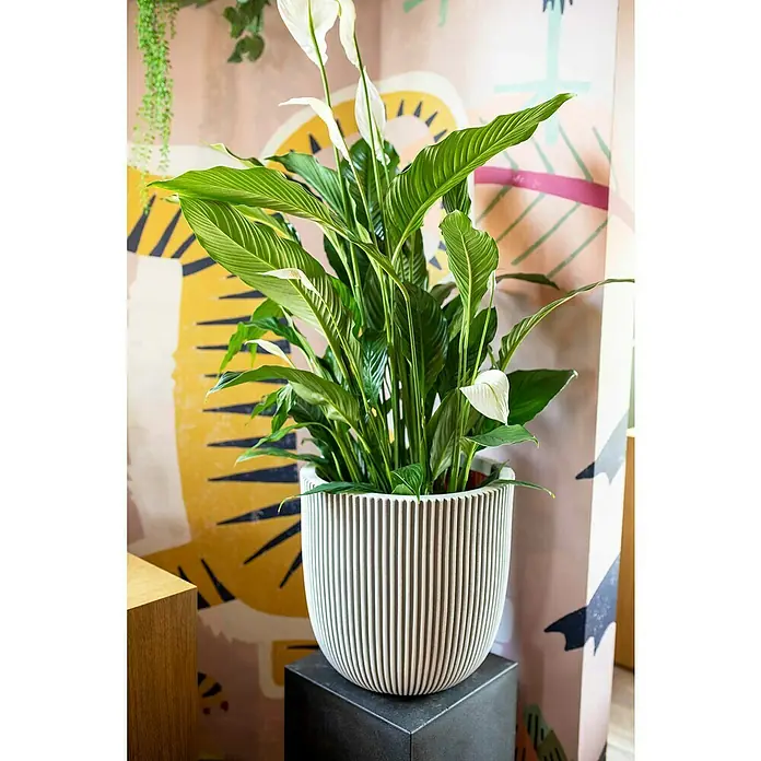 Capi Europe Nature Rib NL Pflanzgefäß Groove - Außenmaß (Ø x H): 35 x 35 cm, Elfenbein, Kunststoff - Zimmerpflanze in modernem Pflanzgefäß. Die Pflanze hat grüne Blätter und weiße Blüten, die im Raum einen schönen Kontrast bilden.