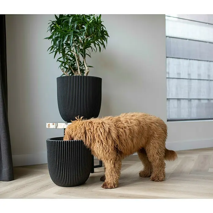 Capi Europe Nature Rib NL Pflanzgefäß Groove - Außenmaß (Ø x H): 35 x 35 cm, Schwarz, Kunststoff - Pflanzgefäße in verschiedenen Größen mit einem Hund, der neugierig in einen der Töpfe schaut. Die geriffelten Töpfe sind eine stilvolle Ergänzung für jeden Raum.