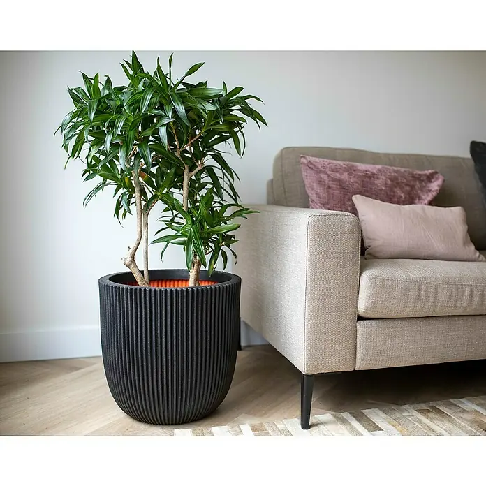 Capi Europe Nature Rib NL Pflanzgefäß Groove - Außenmaß (Ø x H): 35 x 35 cm, Schwarz, Kunststoff - Elegante Zimmerpflanze in einem gerippten, schwarzen Topf neben einem beigen Sofa mit Kissen, die eine stilvolle Raumatmosphäre schafft.