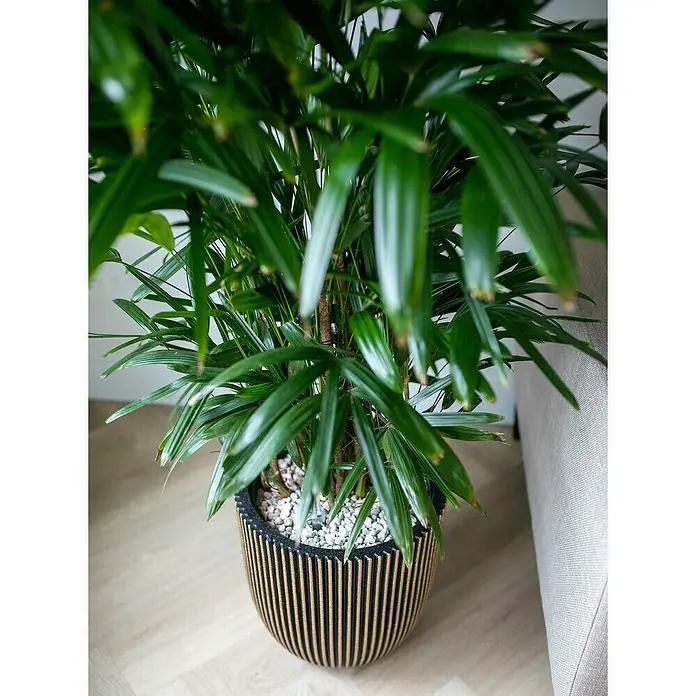 Capi Europe Nature Rib NL Pflanzgefäß Groove - Außenmaß (Ø x H): 43 x 43 cm, Schwarz/Gold, Kunststoff - Zimmerpflanze in einem dekorativen Topf mit vertikalen Holzstreifen, die eine natürliche und moderne Note verleihen.