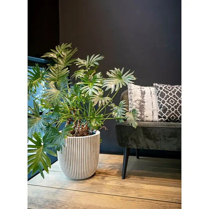 Capi Europe Nature Rib NL Pflanzgefäß Groove - Außenmaß (Ø x H): 35 x 35 cm, Elfenbein, Kunststoff - Zimmerpflanze mit Farnblättern im gerippten Topf. Dekorative Zimmerpflanze für ein stilvolles Ambiente auf einer hellen Holzfläche.