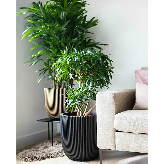 Capi Europe Nature Rib NL Pflanzgefäß Groove - Außenmaß (Ø x H): 35 x 35 cm, Schwarz/Gold, Kunststoff - Zwei Zimmerpflanzen in stilvollen Übertöpfen. Der schwarze Topf und der Topf mit Holzlamellen passen gut zum modernen Sofa.