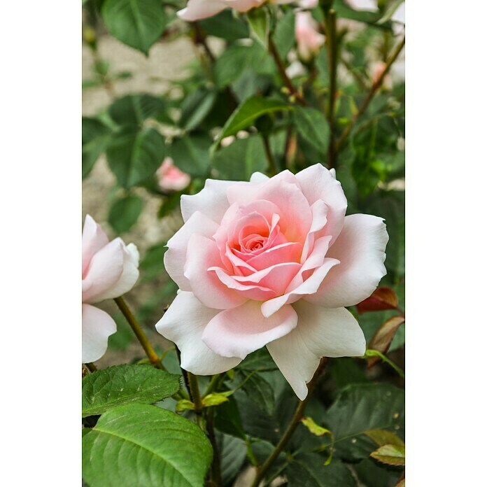 Piardino Strauchrose Parfum de Nature (Rosa Hybride, Topfvolumen: 5 l) | BAUHAUS