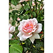 Piardino Strauchrose Parfum de Nature (Rosa Hybride, Topfvolumen: 5 l) | BAUHAUS