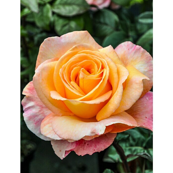 Piardino Strauchrose Parfum de Nature (Rosa Hybride, Topfvolumen: 5 l) | BAUHAUS
