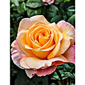 Piardino Strauchrose Parfum de Nature (Rosa Hybride, Topfvolumen: 5 l) | BAUHAUS