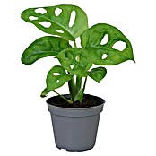 Piardino Fensterblatt Mix (Monstera in Sorten, Topfgröße: 6 cm) | BAUHAUS