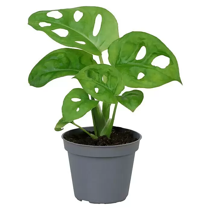 Piardino Fensterblatt Mix - Monstera in Sorten, Topfgröße: 6 cm - Kleine Monstera Adansonii Pflanze mit grünen Blättern in einem grauen Kunststofftopf mit dunkler Erde.
