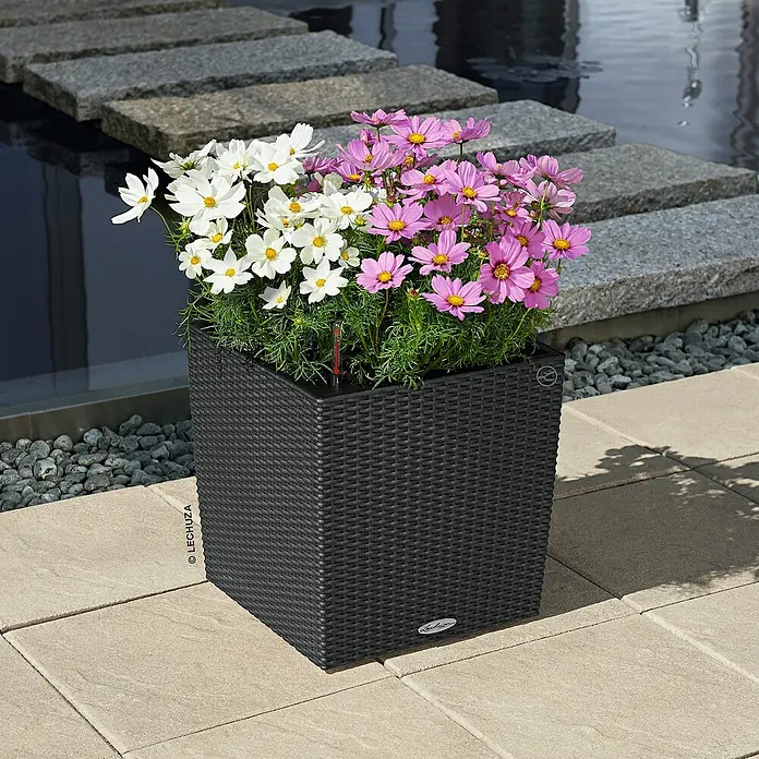 Lechuza Cottage Pflanzkübel eckig Cube - Außenmaß (L x B x H): 50 x 50 x 50 cm, Kunststoff, Granit - Schwarzer Lechuza Cube Pflanzkübel mit weißen und rosa Kosmeen bepflanzt, steht auf einer hellen Steinfläche im Freien.