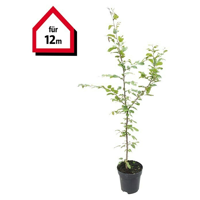 Hainbuche (48 Stk., Aktuelle Wuchshöhe: 125 cm - 150 cm, Carpinus betulus) | BAUHAUS