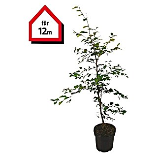 Rotbuche (60 Stk., Aktuelle Wuchshöhe: 100 cm - 125 cm, Fagus sylvatica)