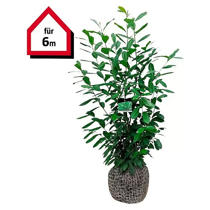 Kirschlorbeer 'Novita'12 Stk., Aktuelle Wuchshöhe: 150 cm - 175 cm, Prunus laurocerasus 'Novita'