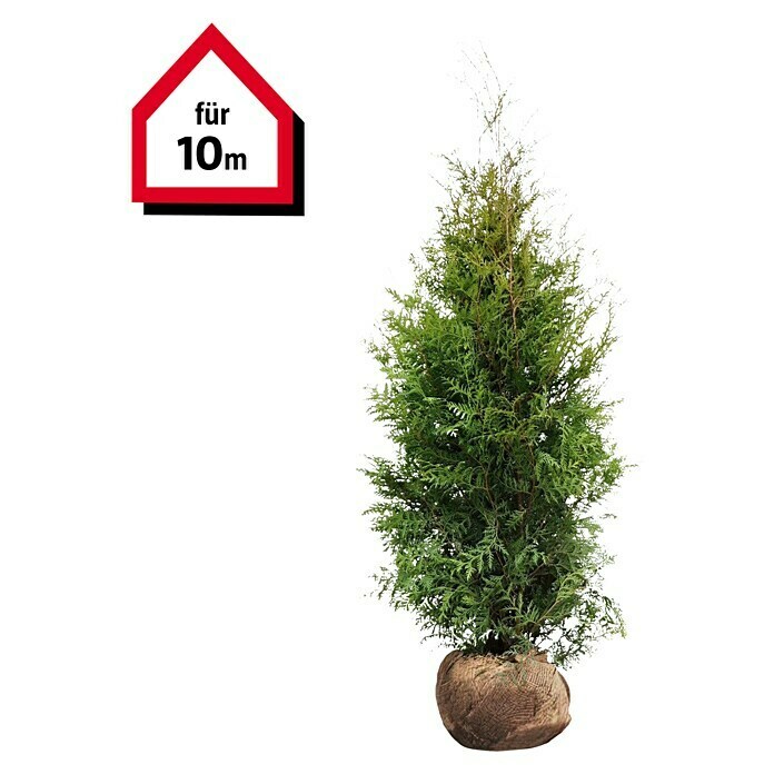 Lebensbaum (20 Stk., Aktuelle Wuchshöhe: 160 cm - 180 cm, Thuja occidentalis 'Brabant') | BAUHAUS