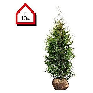 Lebensbaum (20 Stk., Aktuelle Wuchshöhe: 160 cm - 180 cm, Thuja occidentalis 'Brabant')