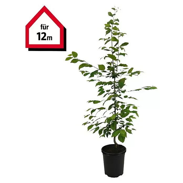 Hainbuche - Aktuelle Wuchshöhe: 100 cm - 125 cm, Carpinus betulus, 60 Stk. - Getopfte Grünpflanze in schwarzem Topf, gekennzeichnet mit 'für 12m'.