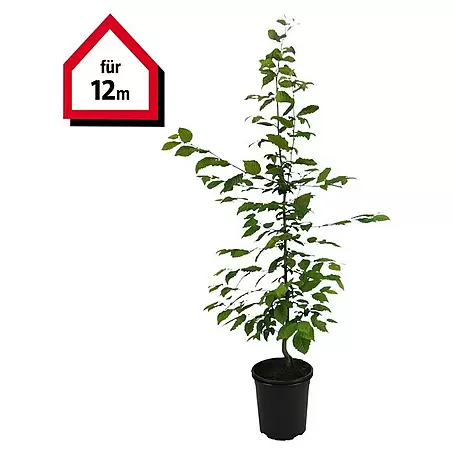 Hainbuche