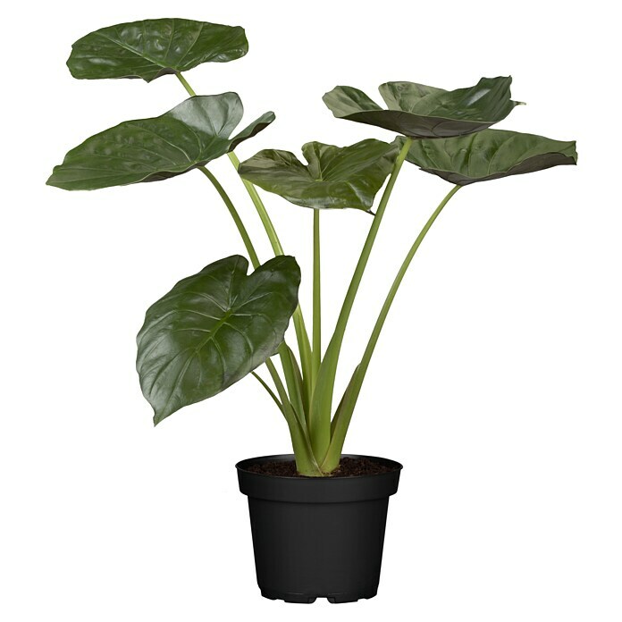 Piardino Elefantenohr Pfeilblatt (Alocasia wentii, Topfgröße: 24 cm) | BAUHAUS