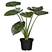 Piardino Elefantenohr Pfeilblatt (Alocasia wentii, Topfgröße: 24 cm) | BAUHAUS