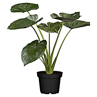 Piardino Elefantenohr Pfeilblatt (Alocasia wentii, Topfgröße: 24 cm)