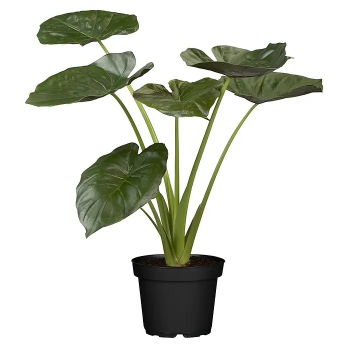 Piardino Elefantenohr Pfeilblatt - Alocasia wentii, Topfgröße: 24 cm - Der Alocasia Zimmerpflanze ist in einem schwarzen Topf und hat große, grüne Blätter. Die Pflanze ist eine schöne Dekoration für jedes Zuhause.