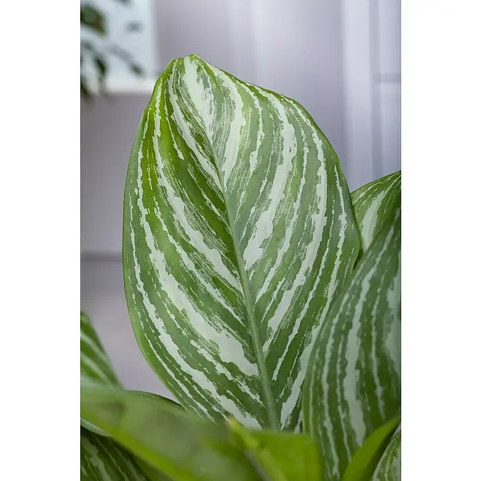 Piardino Kolbenfaden - Aglaonema commutatum 'Maria', Topfgröße: 14 cm - Nahaufnahme eines Aglaonema-Blattes mit grün-weiß gestreiftem Muster, das die Schönheit der Zimmerpflanze hervorhebt.