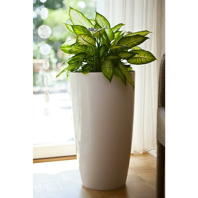 Piardino Kolbenfaden - Aglaonema commutatum 'Maria', Topfgröße: 14 cm - Eine Dieffenbachie-Pflanze in einem schlanken, weißen Topf vor einem Fenster, das mit transparenten Vorhängen geschmückt ist.