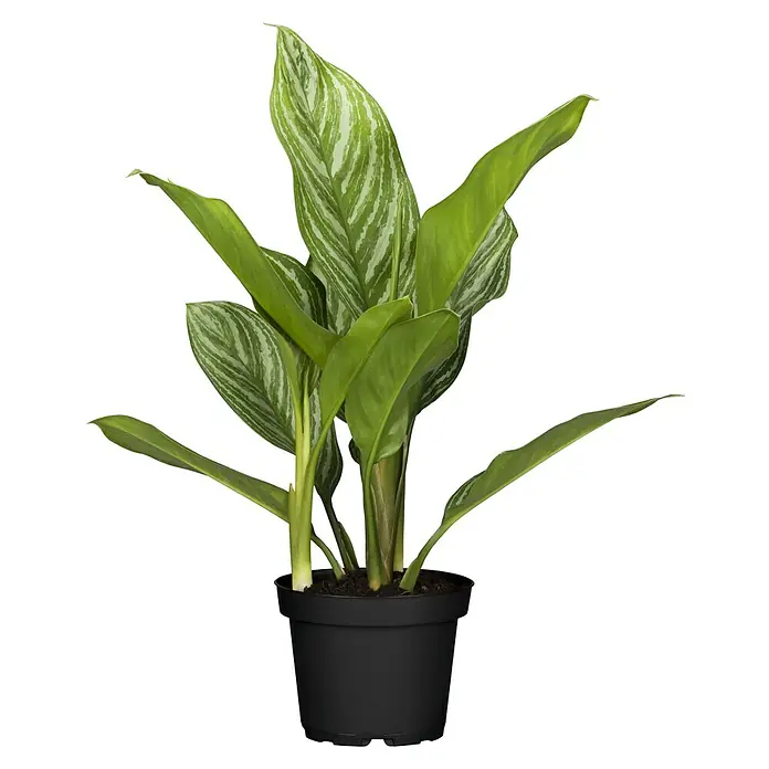 Piardino Kolbenfaden - Aglaonema commutatum 'Maria', Topfgröße: 14 cm - Eine Aglaonema Zimmerpflanze in einem schwarzen Topf. Die Blätter sind länglich und grün mit silbernen Streifen.
