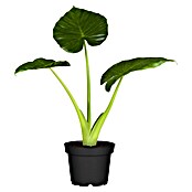 Piardino Elefantenohr (Alocasia wentii, Topfgröße: 19 cm) | BAUHAUS