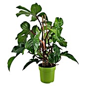 Piardino Philodendron (Philodendron Squamiferum, Topfgröße: 19 cm) | BAUHAUS