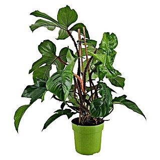 Piardino Philodendron (Philodendron Squamiferum, Topfgröße: 19 cm)