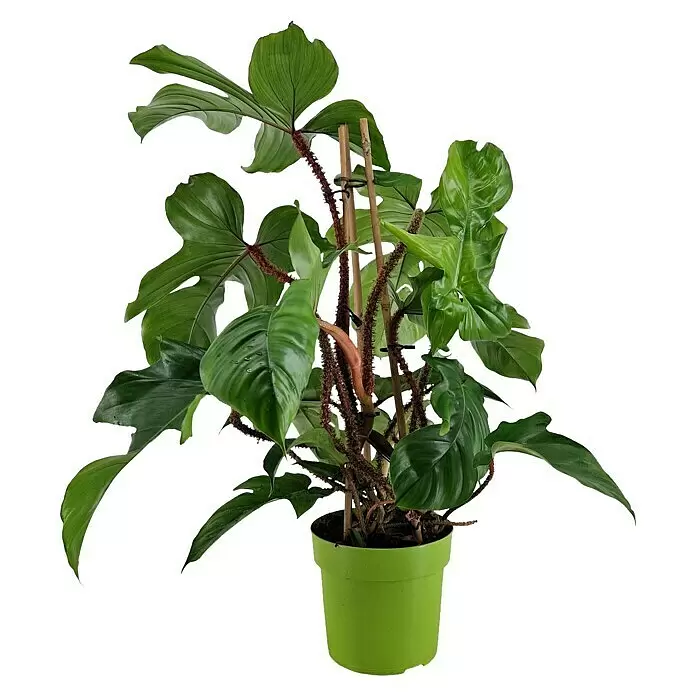 Piardino Philodendron - Philodendron Squamiferum, Topfgröße: 19 cm - Große grüne Blattpflanze in einem hellgrünen Topf, gestützt von Holzstäben.