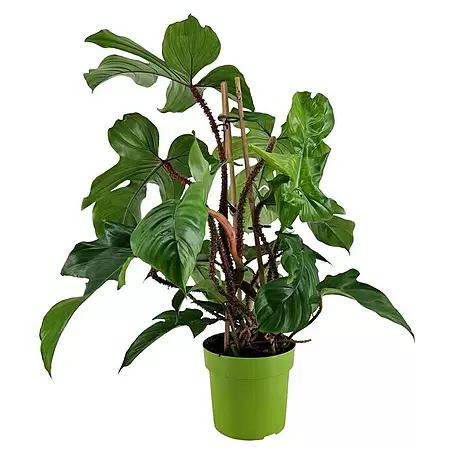 Piardino  Philodendron