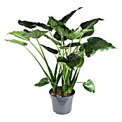 Piardino Pfeilblatt (Alocasia cucullata, Topfgröße: 35 cm) | BAUHAUS