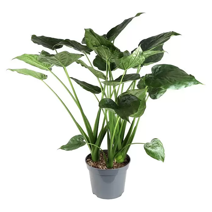 Piardino PfeilblattAlocasia cucullata, Topfgröße: 35 cm