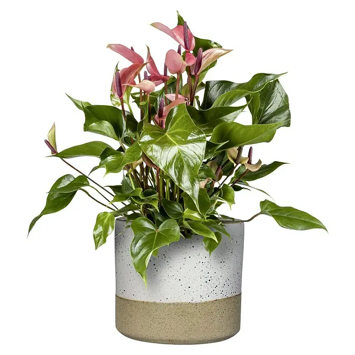 Piardino FlamingoblumeAnthurium x andreanum, Topfgröße: 17 cm, Sortenabhängig