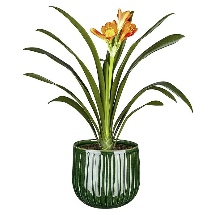Piardino Klivie - Clivia miniata, Topfgre: 13 cm, Orange online kaufen  bei BAUHAUS
