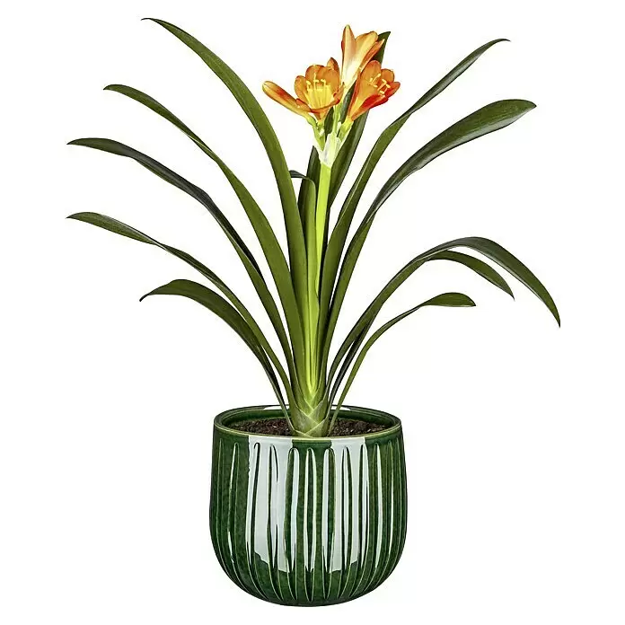 Piardino KlivieClivia miniata, Topfgröße: 13 cm, Orange