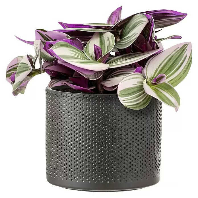 Piardino Dreimasterblume - Tradescantia zebrina 'Nanouk', Topfgröße: 12 cm - Topfpflanze mit grün, weiß, lila panaschierten Blättern in einem dunkelgrauen, texturierten Topf.