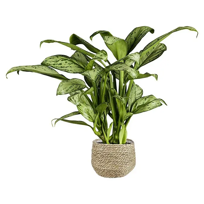 Piardino Kolbenfaden - Aglaonema commutatum in Sorten, Topfgröße: 17 cm - Ein detailreiches Bild einer Aglaonema-Pflanze in einem geflochtenen Korb, das die Textur und das üppige Grün hervorhebt.