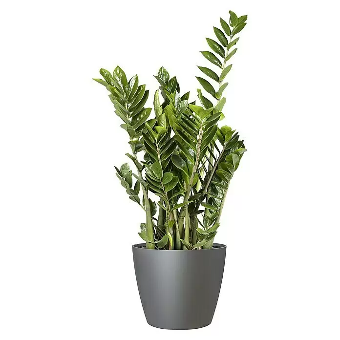 Piardino Glücksfeder - Zamioculcas zamiifolia, Topfgröße: 24 cm - Üppige grüne ZZ-Pflanze mit glänzenden Blättern in einem eleganten, dunkelgrauen Topf.