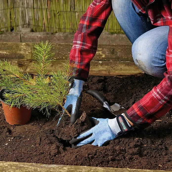 Gardol Gartenhandschuhe Pflanzen8, Blau - Eine Person pflanzt mit Gartenhandschuhen einen kleinen Baum in einen Gartenboden, wobei eine kleine Schaufel zu sehen ist.