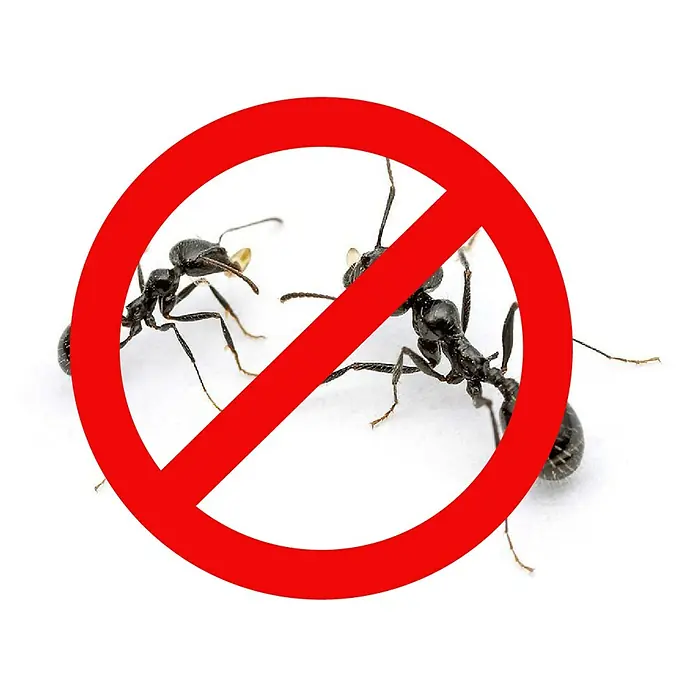 Cebo anti-hormigas Gel Protect Home - 1 ud., 4 g - Una señal de prohibición roja está sobre dos hormigas, señalando "No Hormigas". Ideal para conceptos de control de plagas.